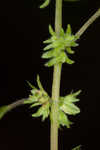 Pennsylvania pellitory